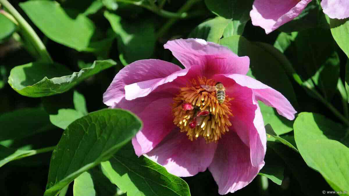 Korallen-Pfingstrosen: Diese Stauden wechseln ihre Farbe – und stehlen jeder anderen Blüte die Show