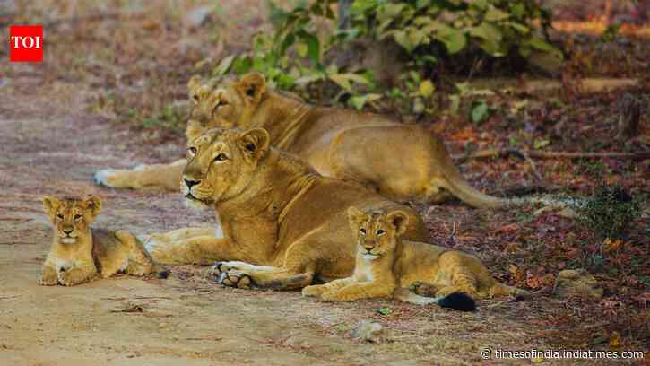 Gujarat’s Barda Wildlife Sanctuary becomes second home to Asiatic lions after their long return