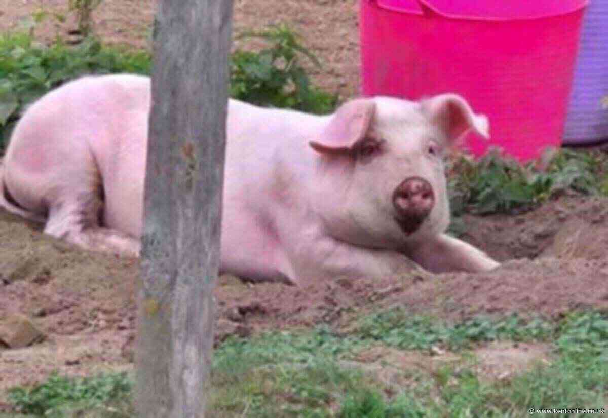 ‘They just came and shot it’: Rescuer’s heartache over stray pig’s death
