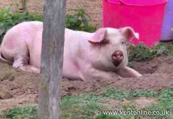 ‘They just came and shot it’: Rescuer’s heartache over stray pig’s death