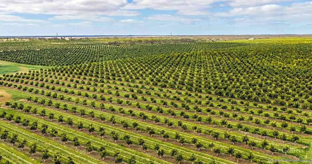 Offers of $30 million expected for top Riverland almond and citrus orchards