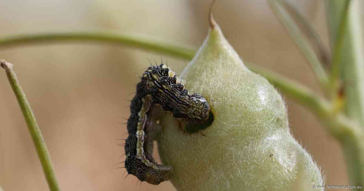 DPIRD has released its latest pest advice, here's what to look out for