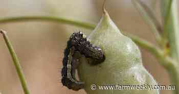 DPIRD has released its latest pest advice, here's what to look out for