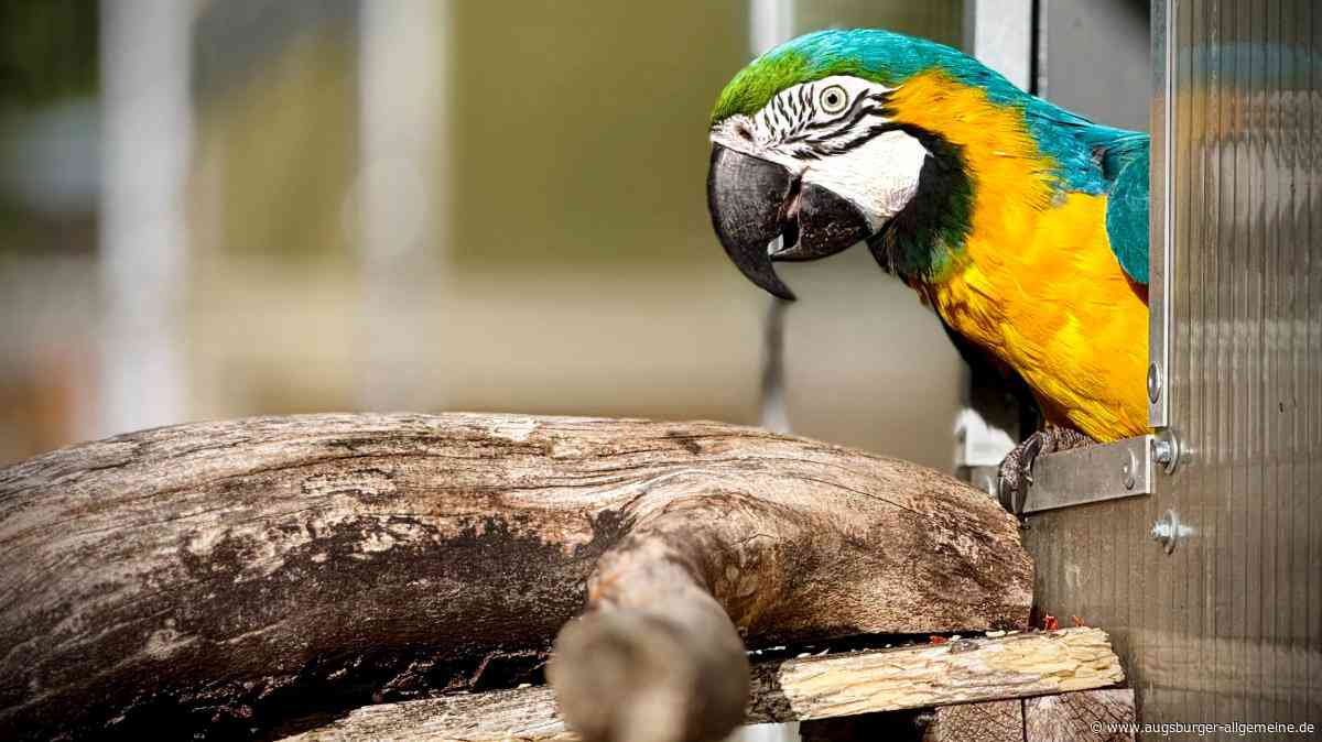 „Zur Unterhaltung eingesperrt“: Neubau für Ulms Papageien führt zu Grundsatzdebatte um Zoos