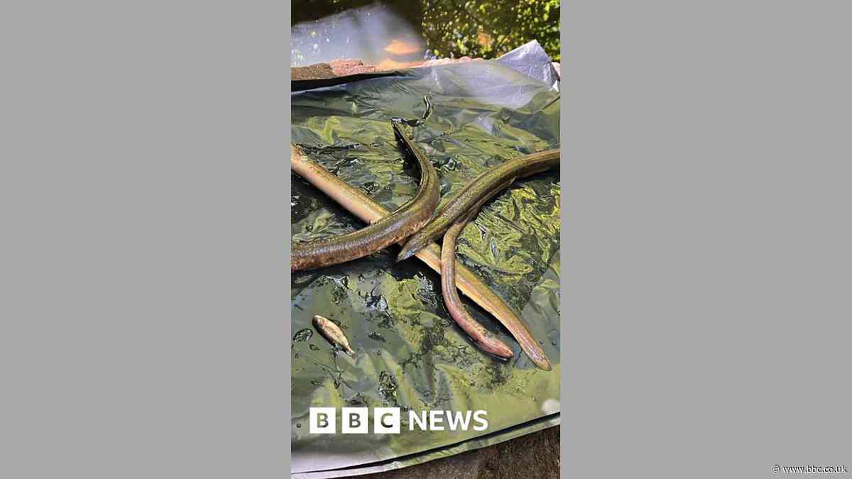 Industrial fire linked to fish and eels' deaths