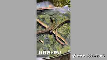 Industrial fire linked to fish and eels' deaths
