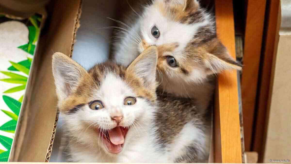 Darum dürfen Katzenbabys im Tierheim meistens nur zur zweit ausziehen