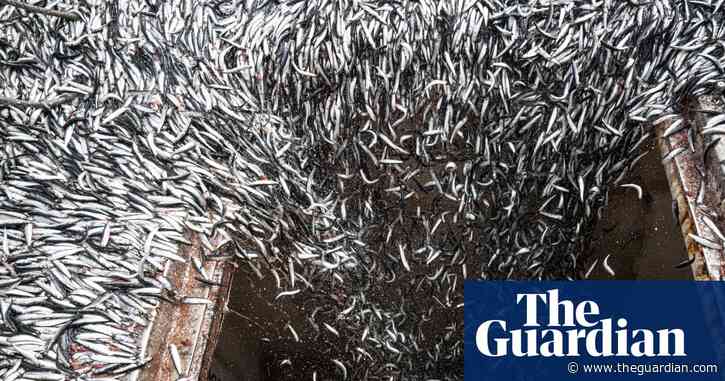 A perfect storm: how the super El Niño is devastating the fishing industry
