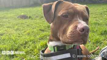 Big dogs face longer wait for homes, charities say