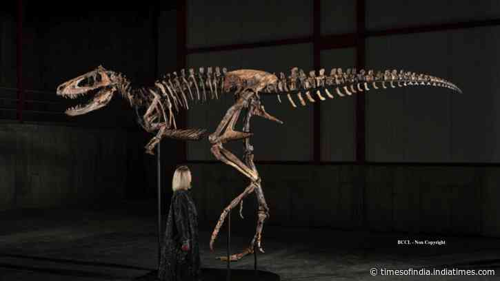 Montana rancher’s rare Nanotyrannus fossil goes on display ahead of $9M auction