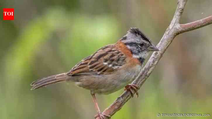 Tech Aids Lost Birdsong Recovery: Synthetic calls help sparrows relearn old songs; scientists weigh AI’s role