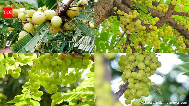 How to grow amla (Indian gooseberry) at home: A step-by-step guide for beginners