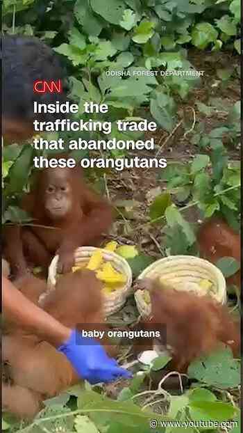 Inside the trafficking trade that abandoned these orangutans