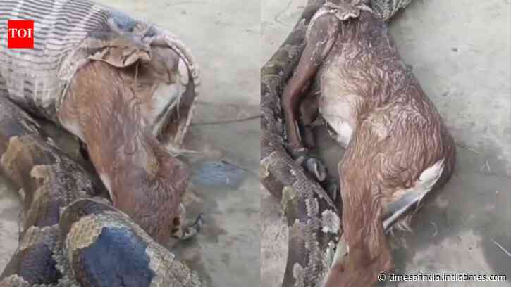 Python swallows a Nilgai calf and then does the unexpected: Shocking video goes viral