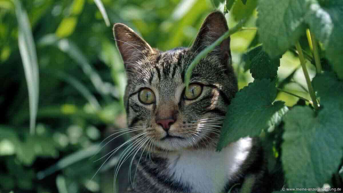 Blick ins Leere: Was es bedeutet, wenn die Katze ständig die Wand anstarrt