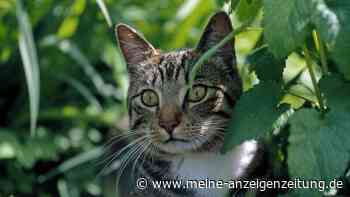 Blick ins Leere: Was es bedeutet, wenn die Katze ständig die Wand anstarrt
