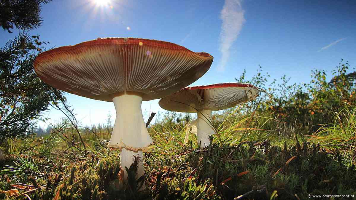 Nog even genieten van de zon voordat omslag komt: ‘Vandaag niks te klagen’