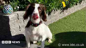 Spaniel rescued from 84-dog house learning to trust again