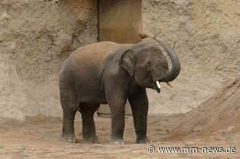 Heidelberg – Neuer Elefant im Zoo Heidelberg Elefant Vinh bringt neue Dynamik in die Gruppe