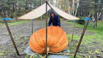 Record-breaking pumpkin grower looking to win big at weekend weigh-off