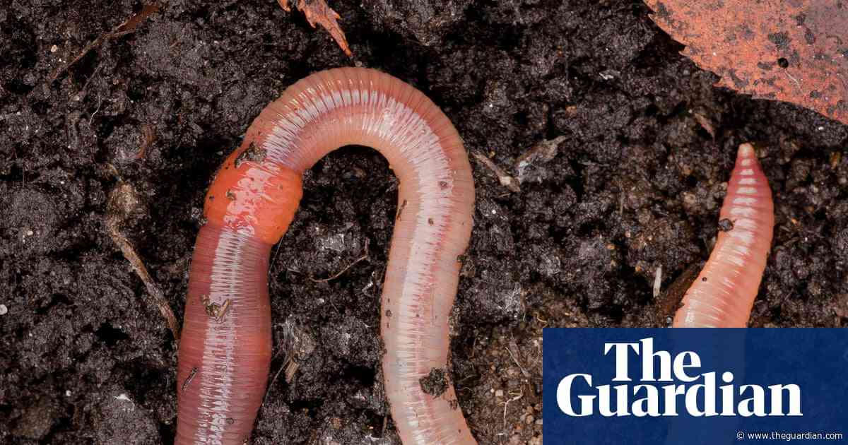 Country diary: Thrilled by Darwin, and the wonder of worms | Lev Parikian