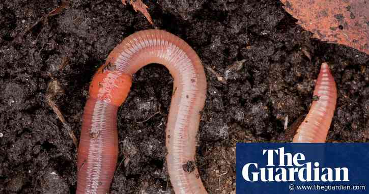 Country diary: Thrilled by Darwin, and the wonder of worms | Lev Parikian