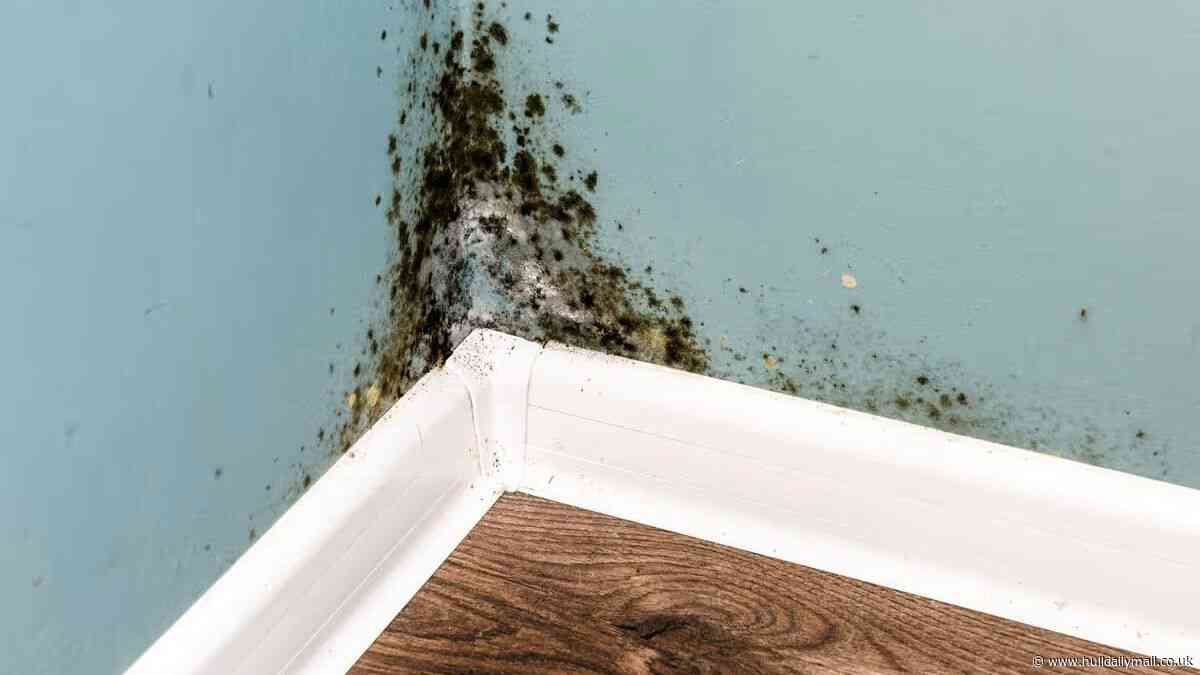 Praise after Hull City Council responds to almost 2,000 damp and mould cases