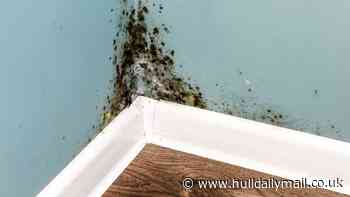 Praise after Hull City Council responds to almost 2,000 damp and mould cases