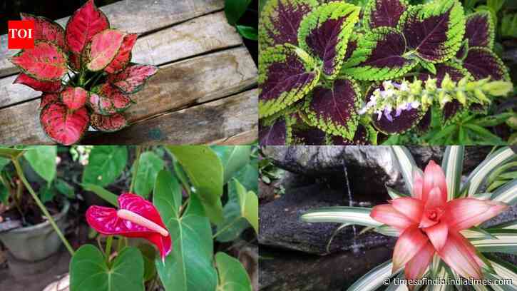 Forget money plants, these 5 indoor plants will add colour and style to your little balcony garden