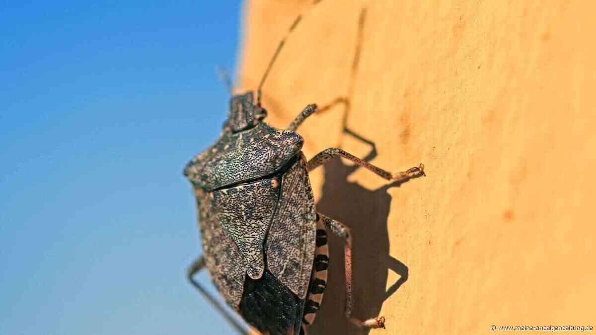 Stinkwanzen drängen im Herbst ins Haus: Eine simple Maßnahme hält die Plagegeister draußen