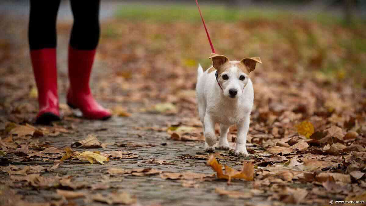 Hundesteuer in Höhenkirchen-Siegertsbrunn steigt um zwei Drittel