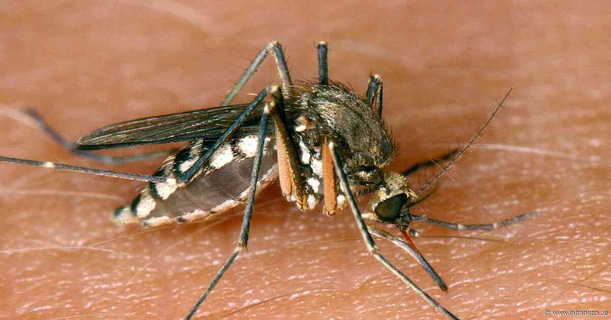 West-Nil-Virus: Infektionen in Süddeutschland - so kann man sich schützen