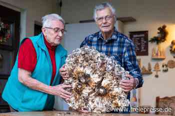 16 Kilo schwer, ein halber Meter lang: XXL-Pilz verschlägt Plauener Ehepaar die Sprache