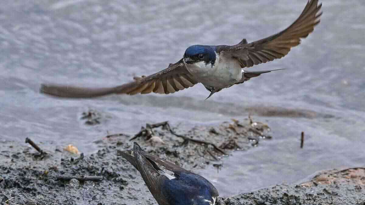 Mehlschwalbe ist „Vogel des Jahres“ 2027