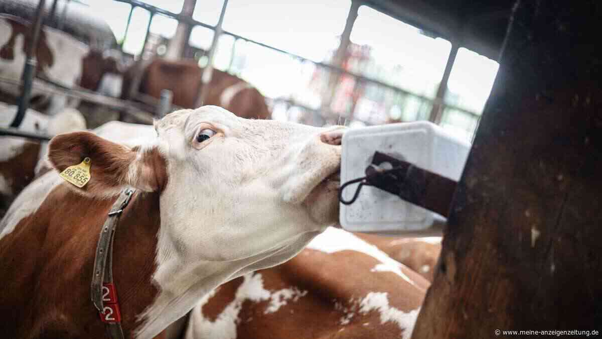 Junger Landwirt darf seinen Rinderbestand in Wolfersdorfer Ortsteil mehr als verdoppeln
