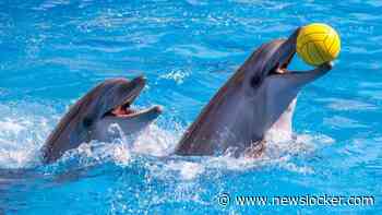 Praat mee: Vind je dat het Dolfinarium moet sluiten?