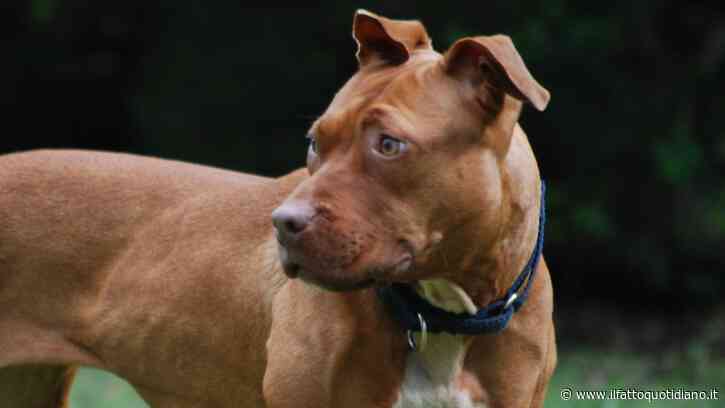 Azzannata alla testa da un cane di razza Amstaff mentre beve un caffè al bar: sette giorni di prognosi
