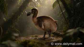 De-extinction of the dodo takes a MAJOR step forwards: AI identifies thousands of genetic switches linked to the bird's distinctive appearance