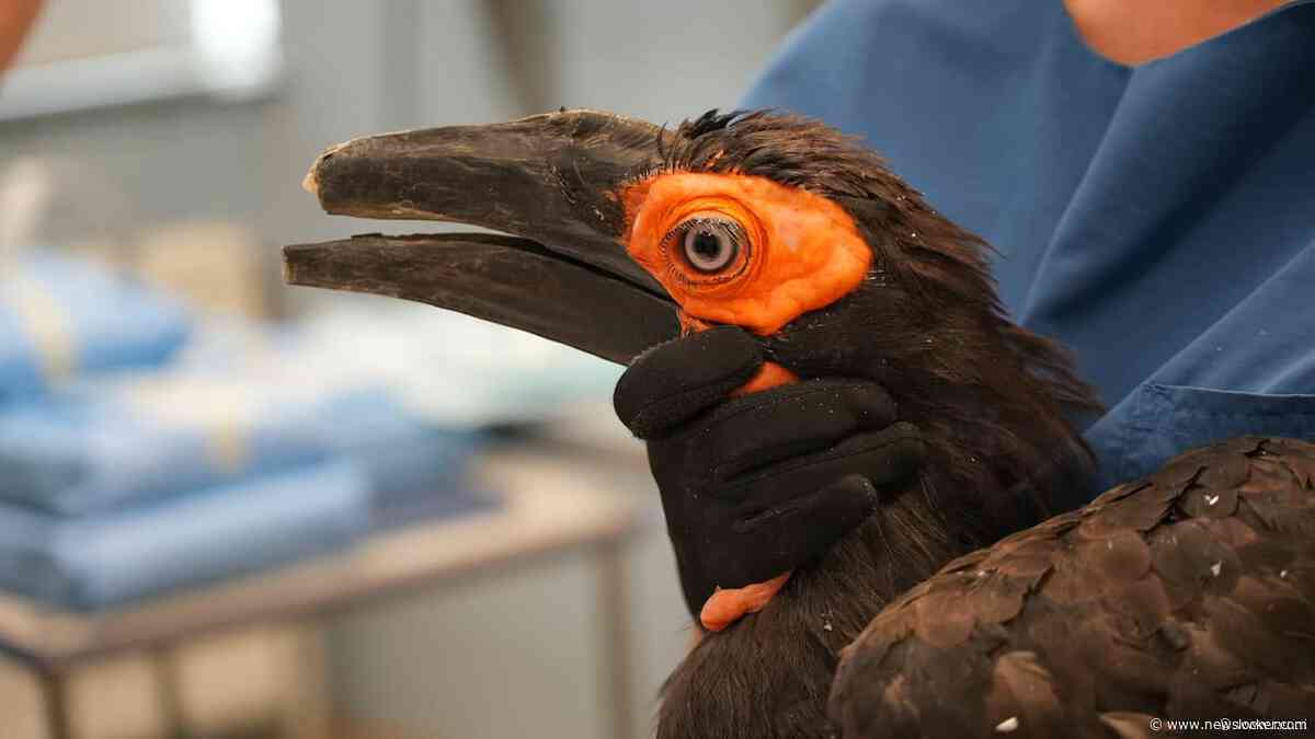 Zuidelijke hoornraaf in ARTIS krijgt als eerste vogel wereldwijd 3D-geprinte snavel