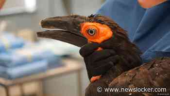 Zuidelijke hoornraaf in ARTIS krijgt als eerste vogel wereldwijd 3D-geprinte snavel