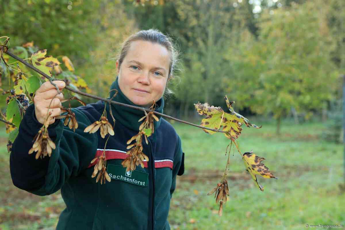 Bergahorn-Ernte im Vogtland: Ein besonderes Ereignis nach zwei Jahrzehnten