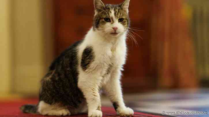 “È tornato a Downing Street dopo un piccolo intervento chirurgico ed è in via di ripresa”: l’aggiornamento di Downing Street sul celebre gatto Larry