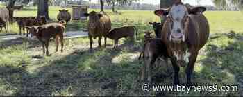 Citrus County cattle company revamps farm tours, family activities
