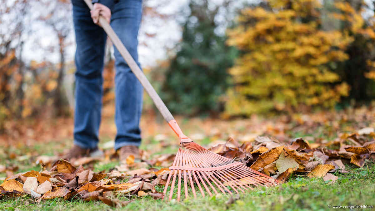 Vom Rasen bis zum Blumenbeet: So kommt der Garten gut durch den Winter