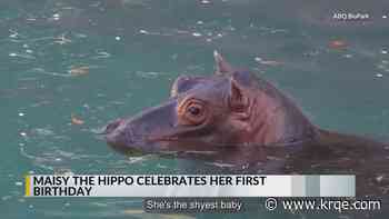 Maisy the Hippo at ABQ BioPark celebrates first birthday