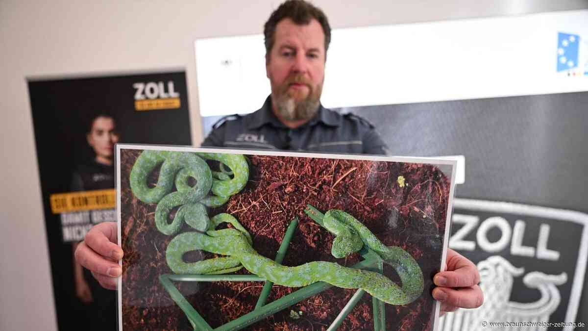 Zoll findet Giftschlangen in einem Koffer – jetzt sind sie im Kreis Wolfenbüttel zu Hause