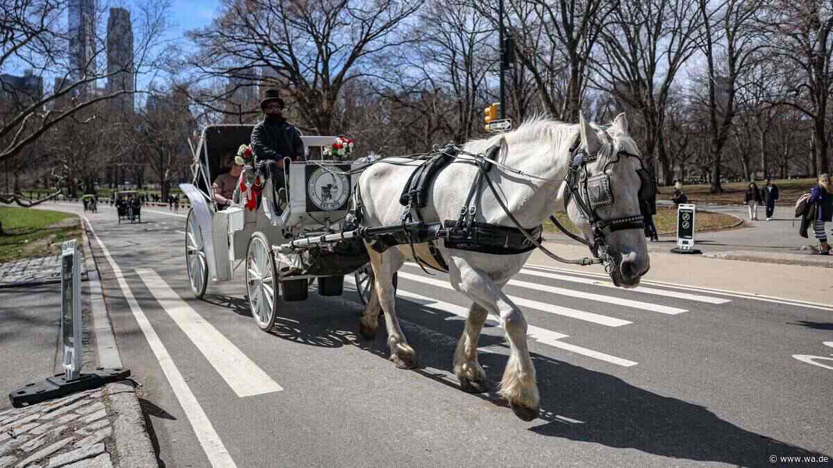 New York will Pferdekutschen verbieten