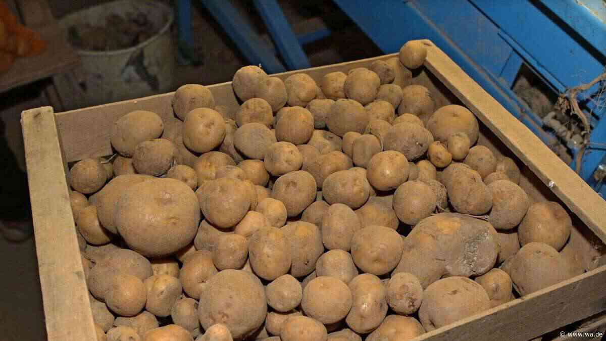 Sommer-Wetter beeinflusst Kartoffelpreis: Was Verbraucher im Supermarkt jetzt erwartet