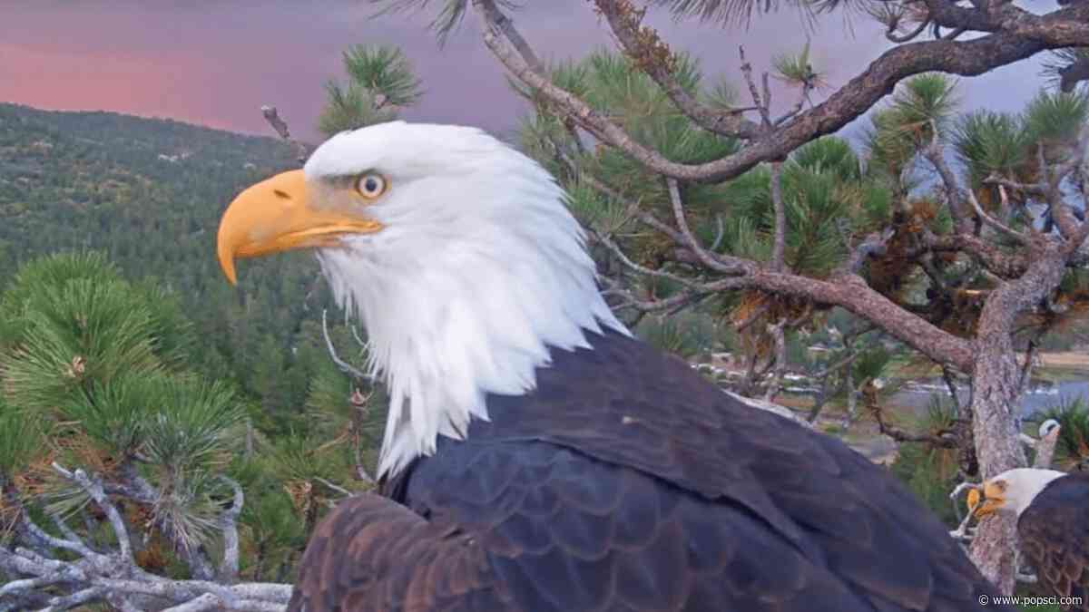Jackie the bald eagle’s final cause of death revealed