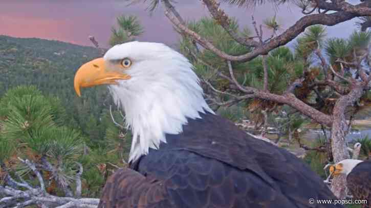 Jackie the bald eagle’s final cause of death revealed